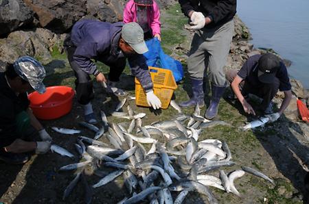 생선회시식 및 어촌생활체험